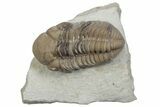 Kainops Trilobite - Black Cat Mountain, Oklahoma #362982-3
